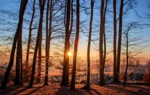 Viewing The Forest Instead Of The Tree